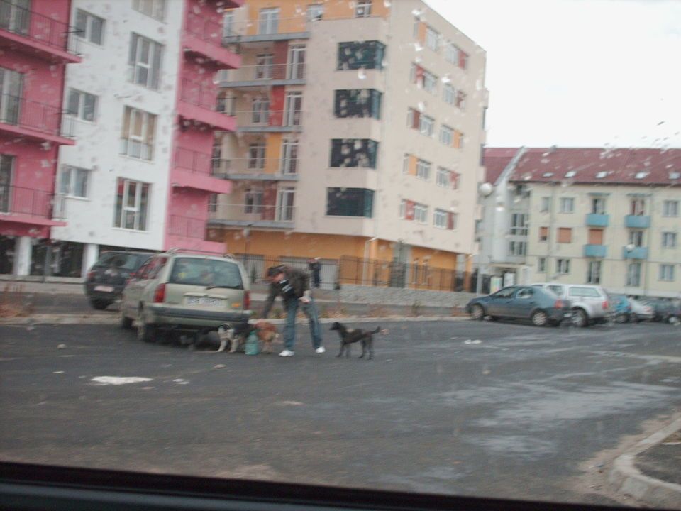 hranitorul de caini in Strand Sibiu