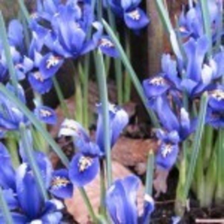 Iris_reticulata