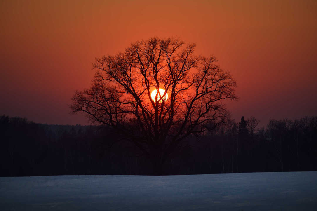 Oak tree in the field against the setting sun