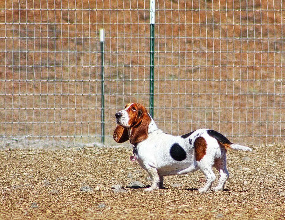 basset-hound-dog_fJZRLL_d