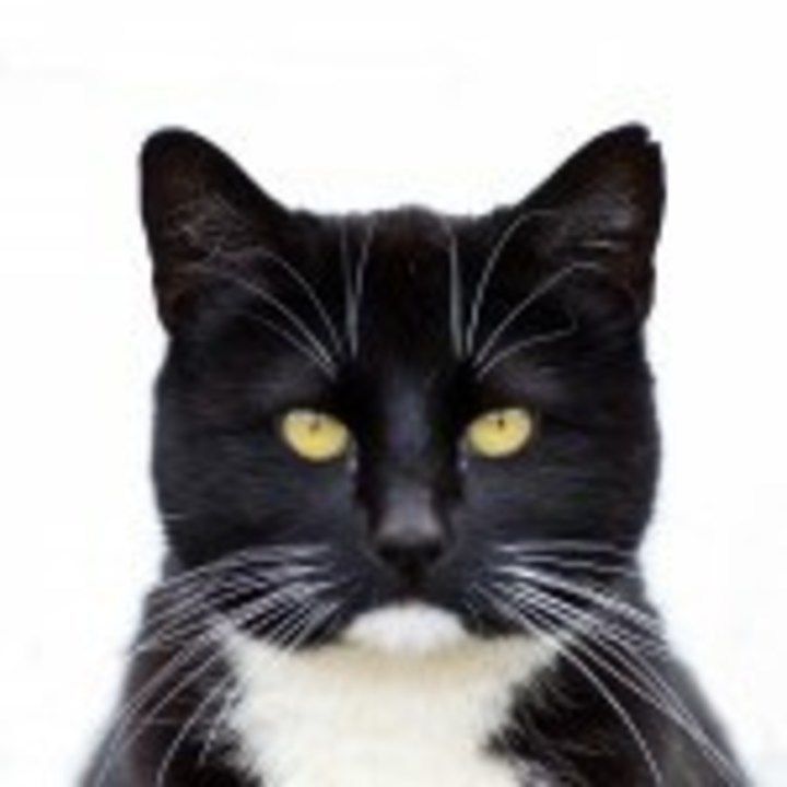 Black Tuxedo Cat