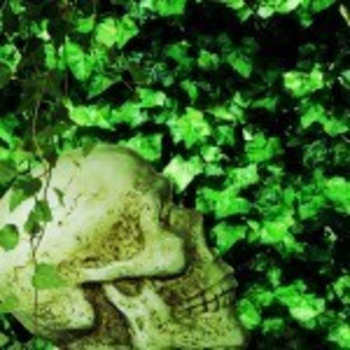 Poison Ivy Background