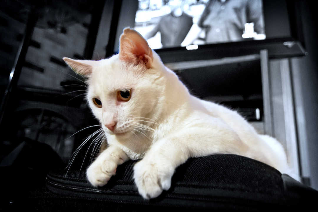 white-cat_fkPScwY_