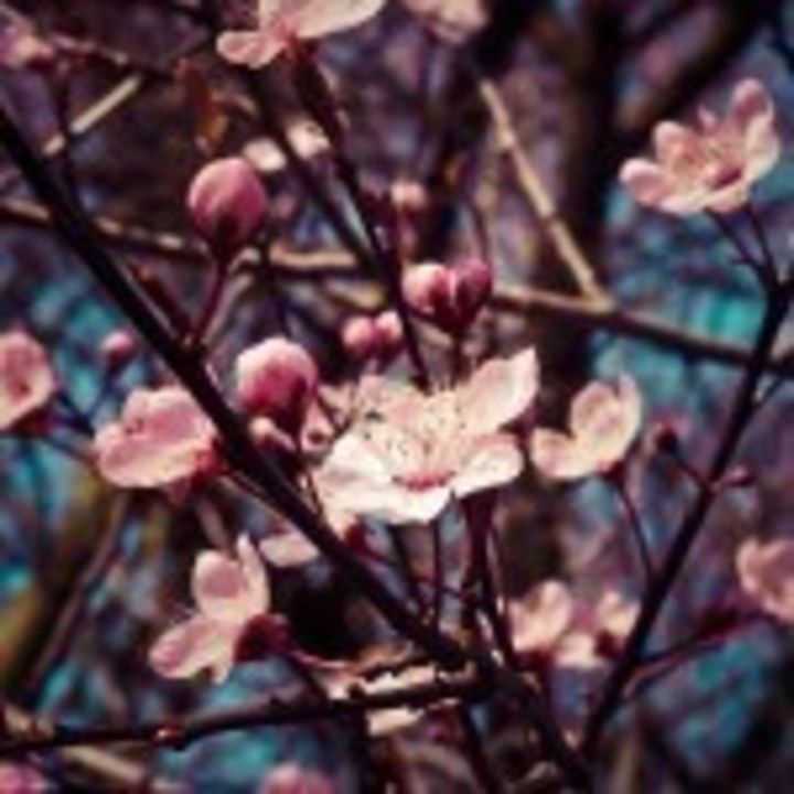 almond-blossom-1229138_1280