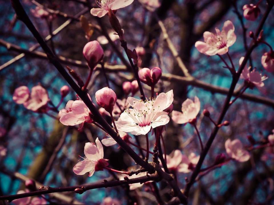 almond-blossom-1229138_1280