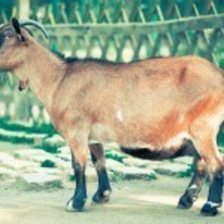 billy-goat-459232