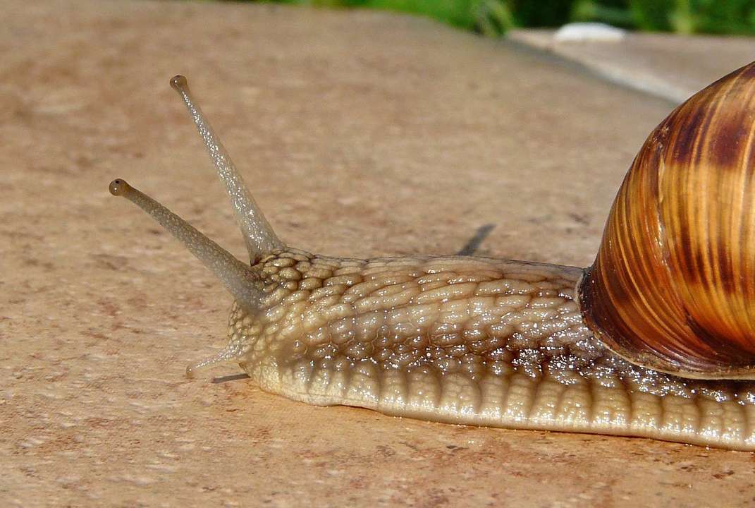 snail-504554