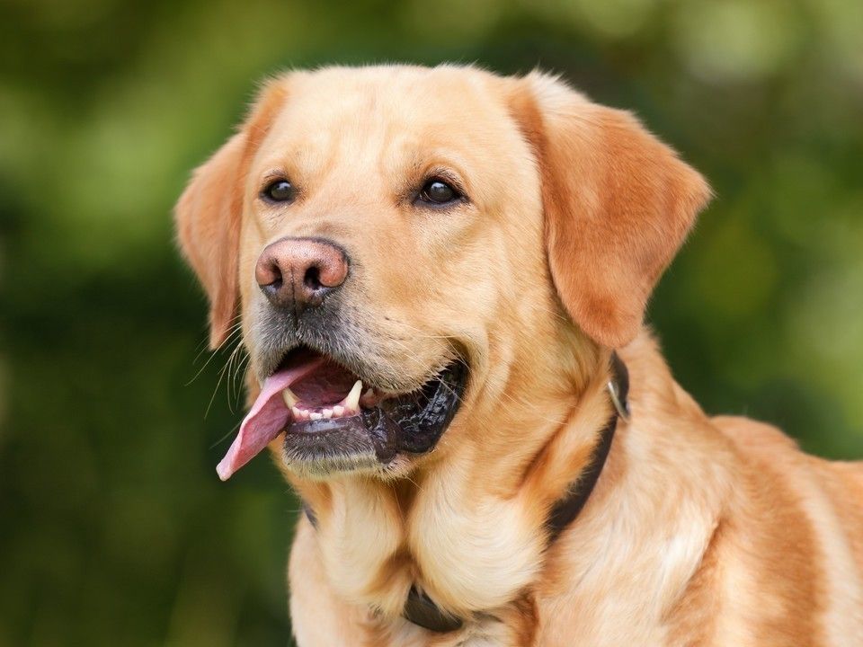 dog-1210559