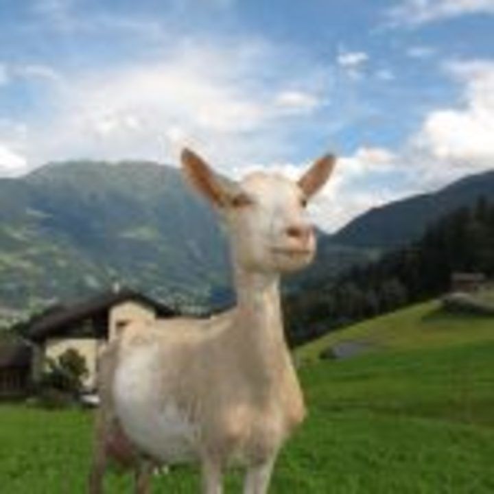 goat-in-austria-198455
