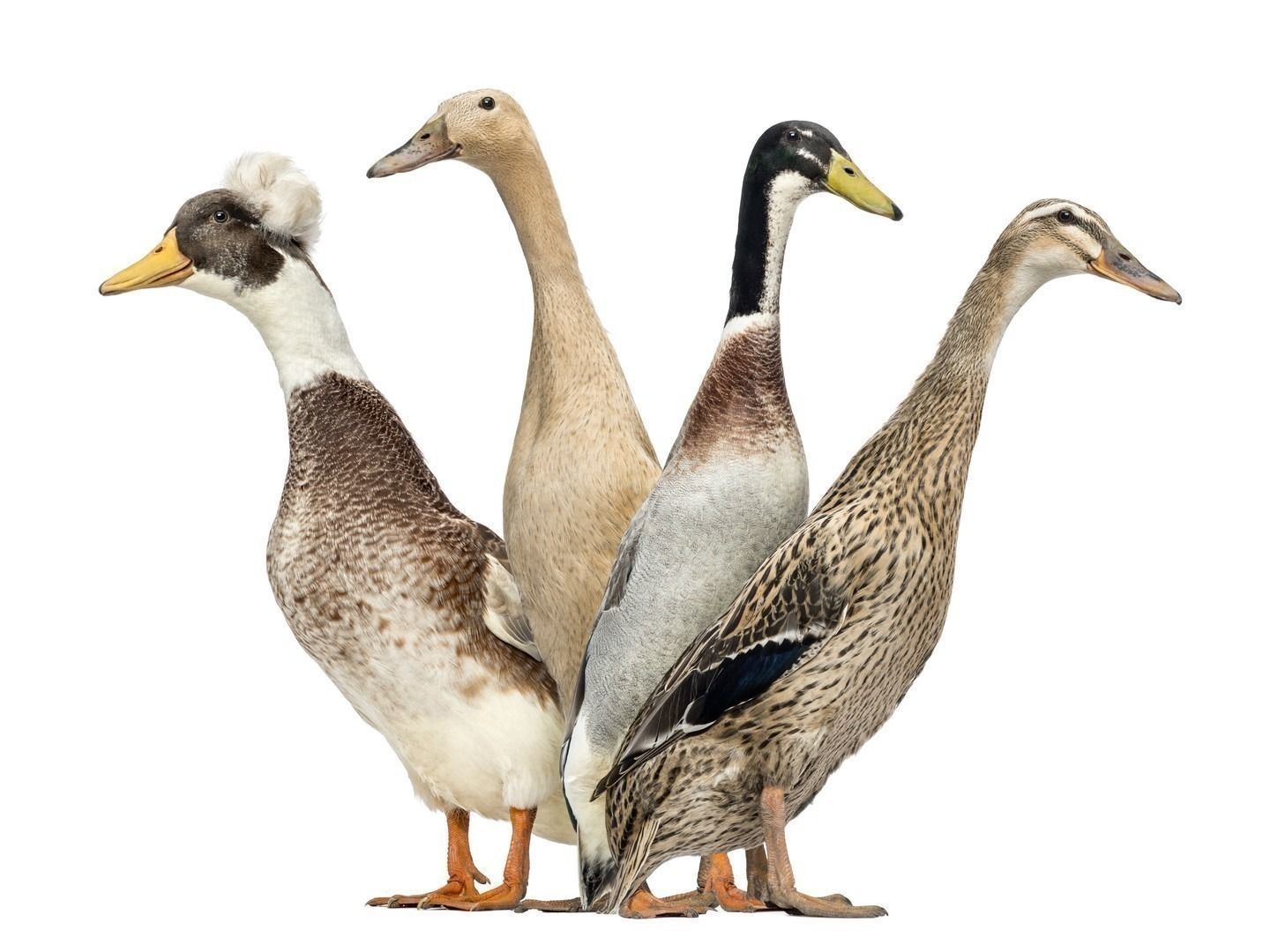 Side view of a Group of Ducks looking left and right, isolated on white