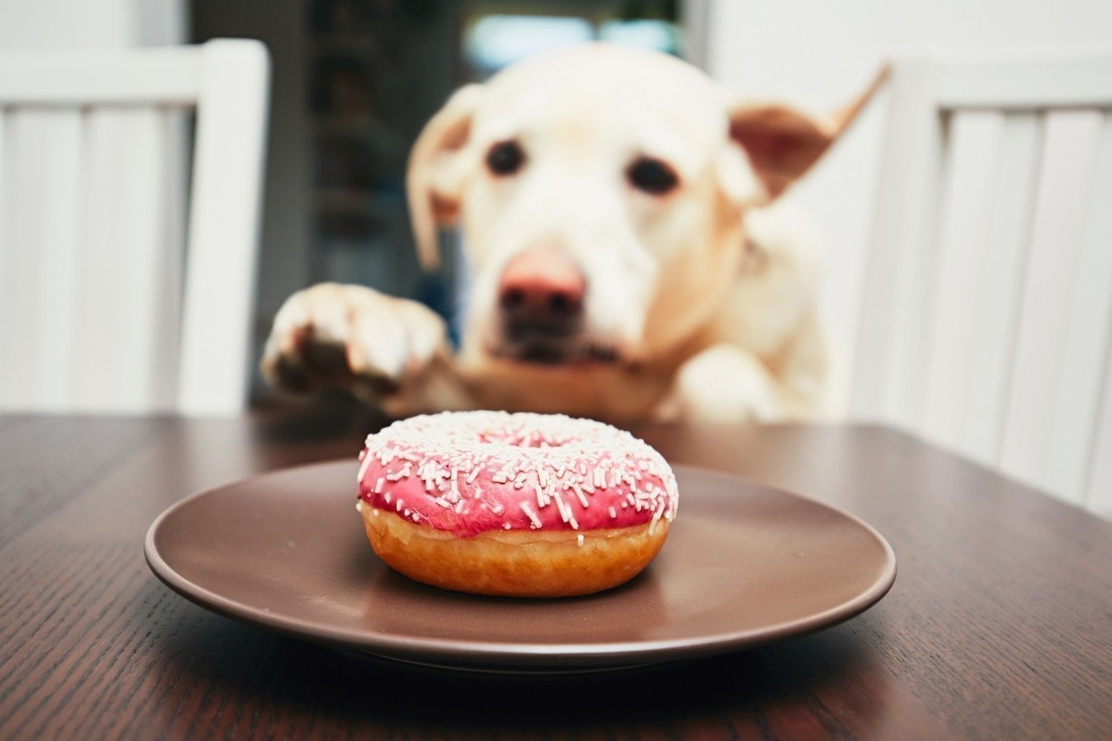 Naughty dog steals the donut