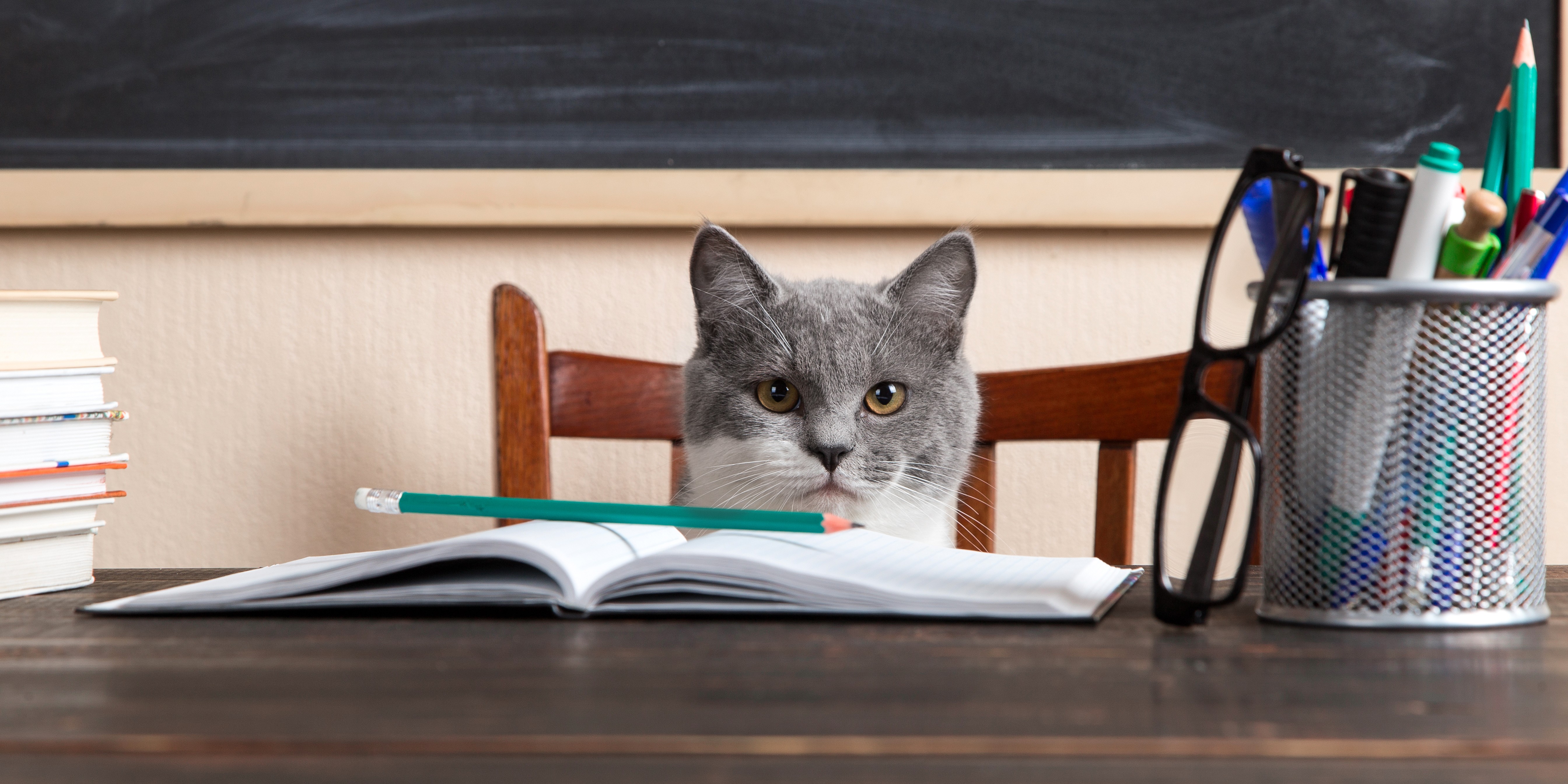 Grey cat sits at a table with books and notebooks, studying at home. Concept for teacher’s day, education for pet.