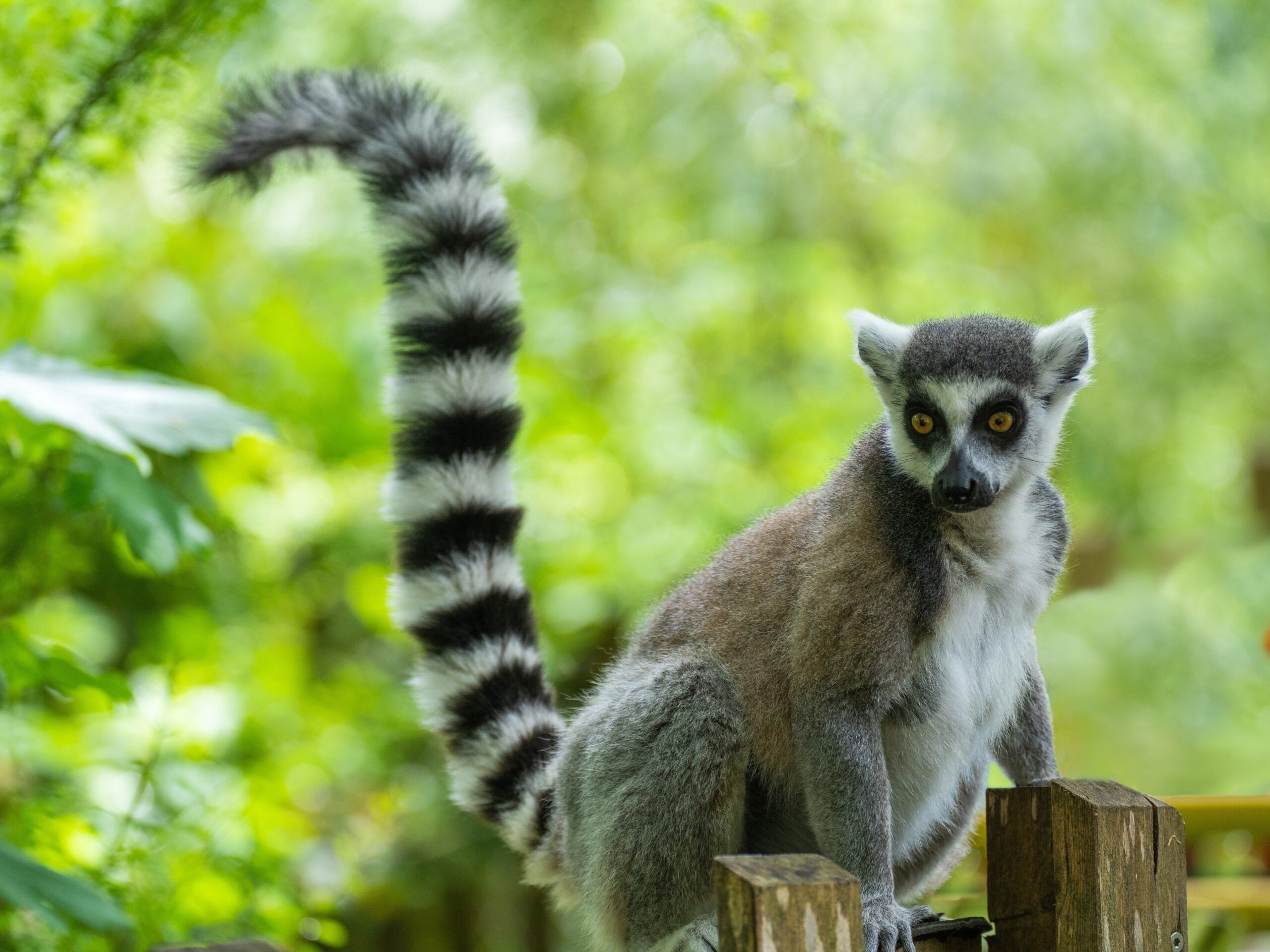 ring-tailed-lemur-8034875